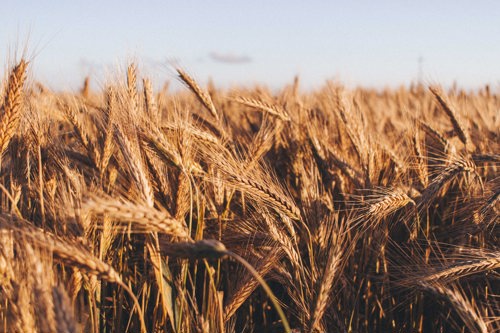 Buğday Derneği, Belediyeleri “iyi Uygulama Tespit Formu”nu Doldurarak Zehirsiz Kentler İçin Birlikte Çalışmaya Çağırıyor