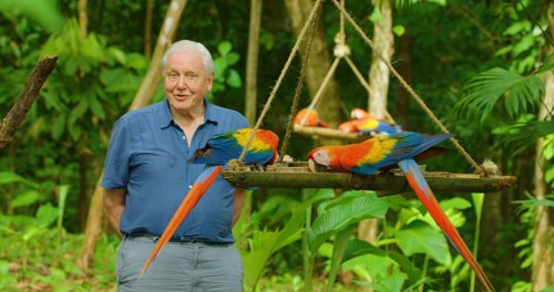 Çocuk Gözlü Bir Doğa Tarihi Anlatıcısı: Davıd Attenborough